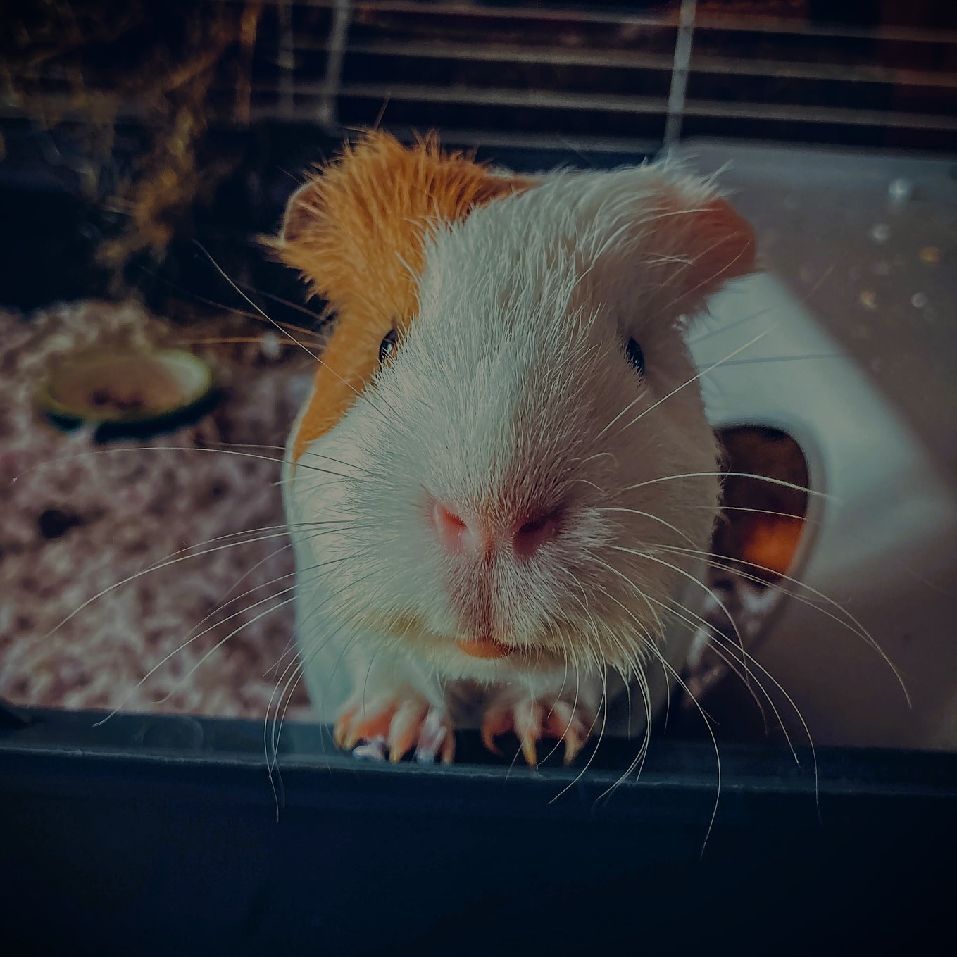 Serve as a guinea pig