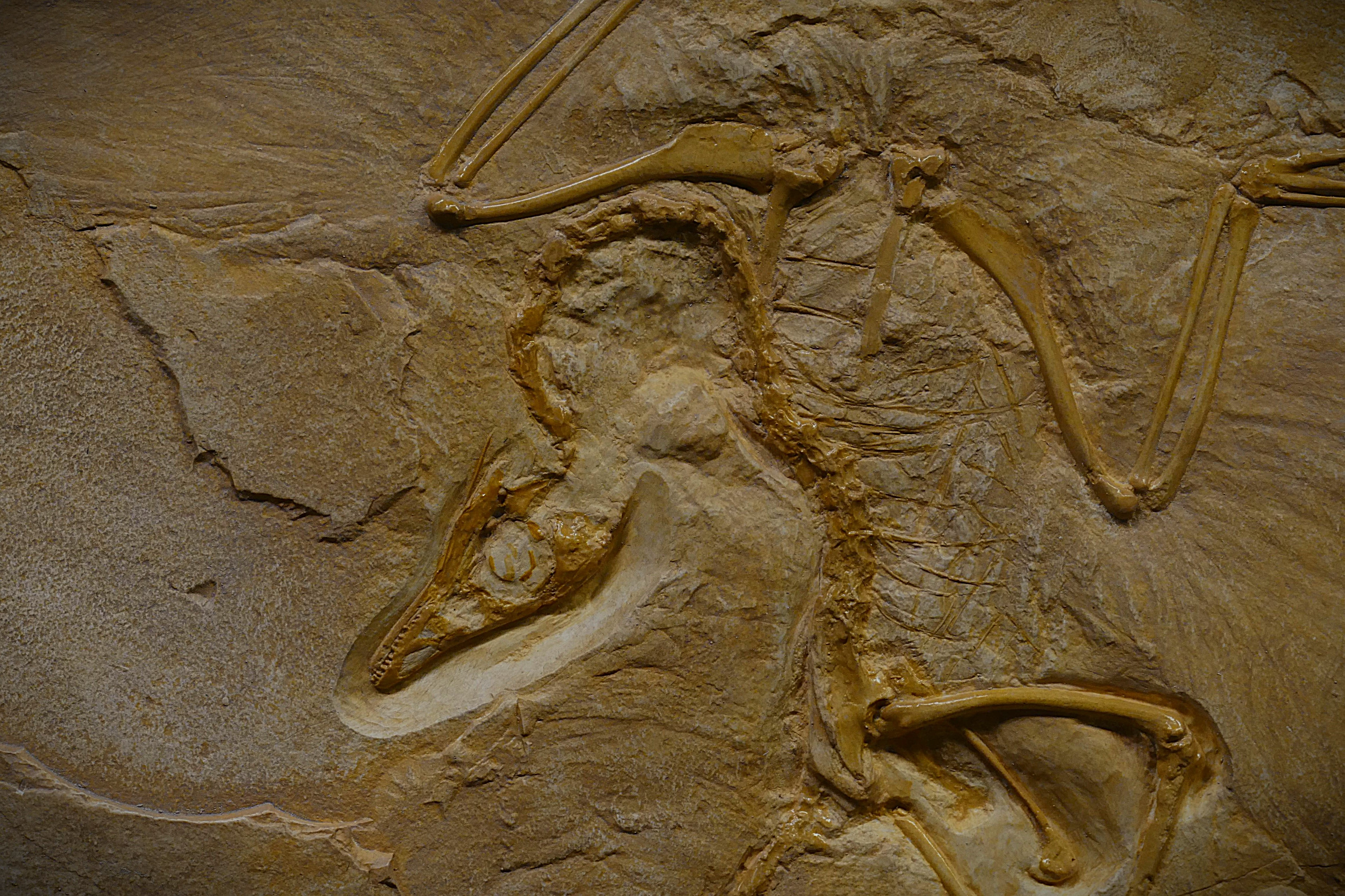 Celebrating Darwin Day: The Legacy of Evolution